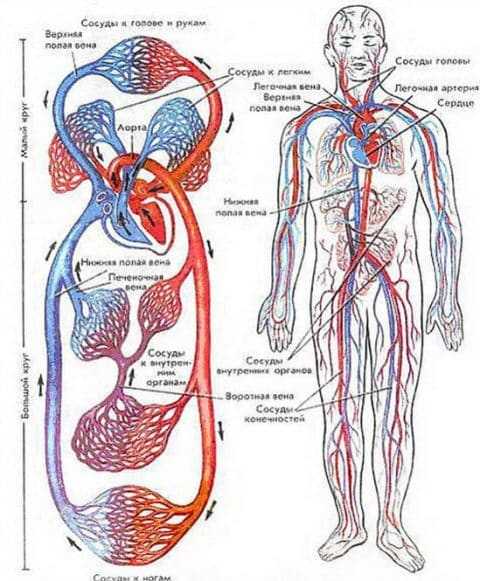 финансы-krovenosnaya-sistema-