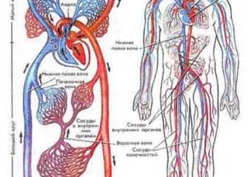финансы-krovenosnaya-sistema-